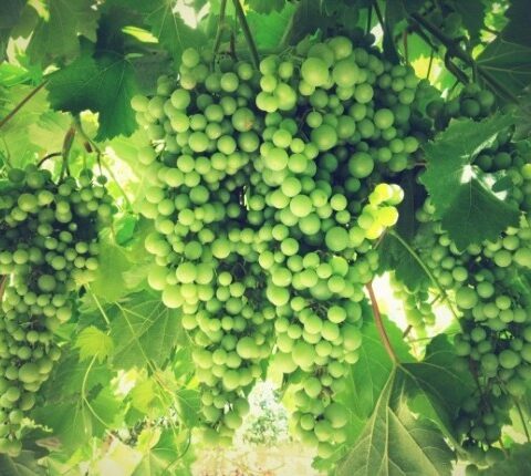 España es el primer país del mundo en producción de vino ecológico 2