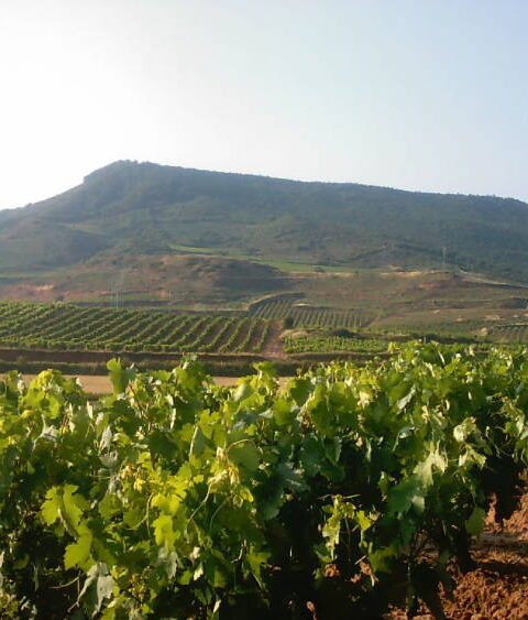 Candidatura española del 'Paisaje del vino y el viñedo de Rioja' a Patrimonio de la Humanidad 1