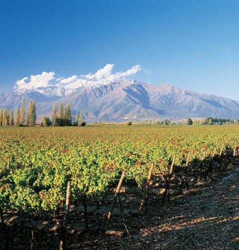 Wines & Spirit de los vinos chilenos. Sobre el vino chileno: regiones, cifras y mercados 2