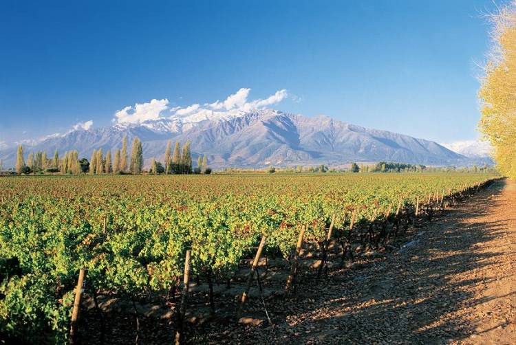Wines & Spirit de los vinos chilenos. Sobre el vino chileno: regiones, cifras y mercados 2