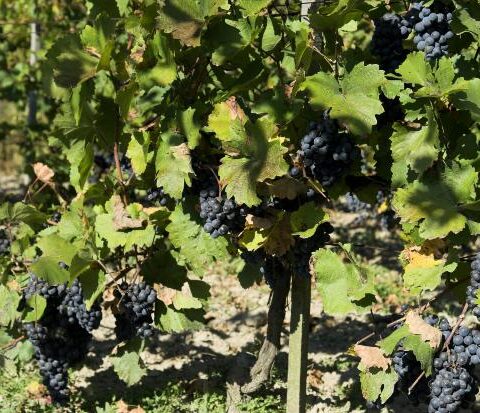 Primera propuesta de enoturismo sostenible de Rioja Alavesa