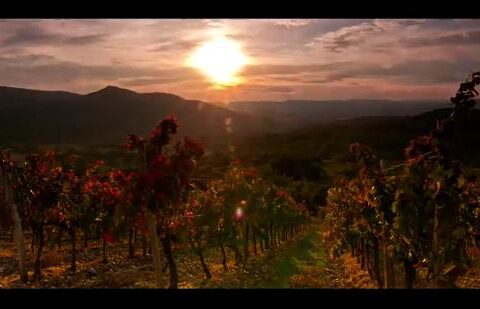 Vídeo promocional de la Ruta del Vino de Somontano en Fitur 2014