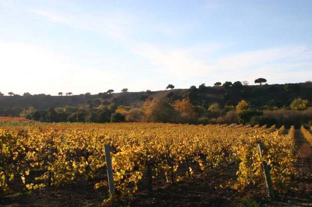 DOCa Rioja a la búsqueda de nuevo etiquetado diferenciando calidades de los vinos