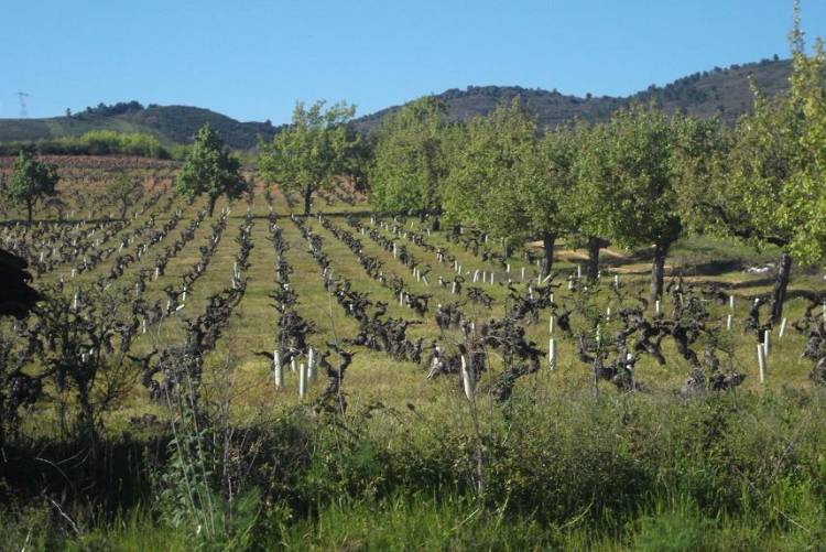Consorcio I+D de Vinos de Chile organizó interesante taller sobre recuperación de viñedos tras incendios forestales