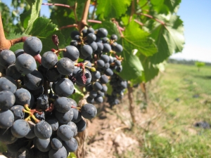 La Ruta del Vino de Yecla en enoturismo en España 1