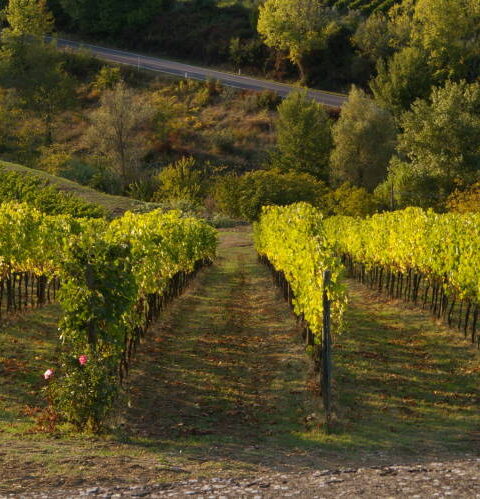 Toscana: un paraíso para los amantes del vino 3