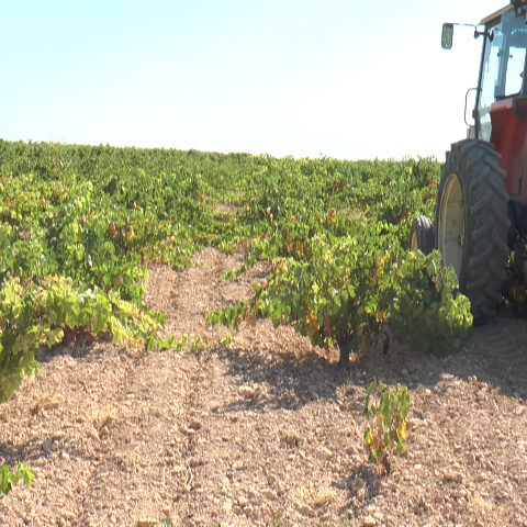 La buena calidad de la uva marca el inicio de la vendimia en DO La Mancha 3