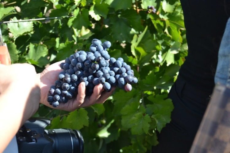 Vendimia en Matarromera, propuesta de enoturismo en la Ribera del Duero 1