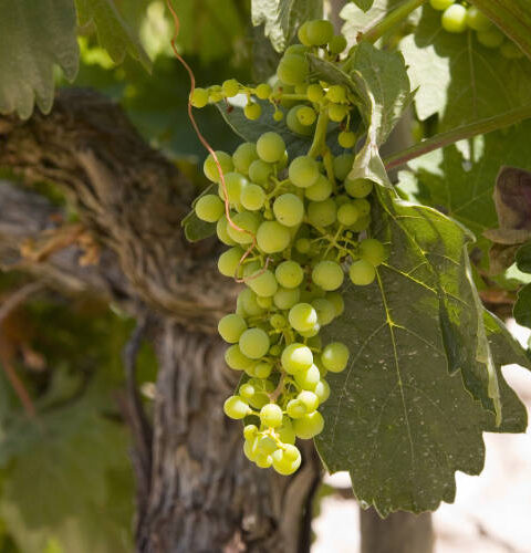 El Ministerio de Agricultura si hay irregularidades y abusos en el mercado del vino en la compra de la uva 1
