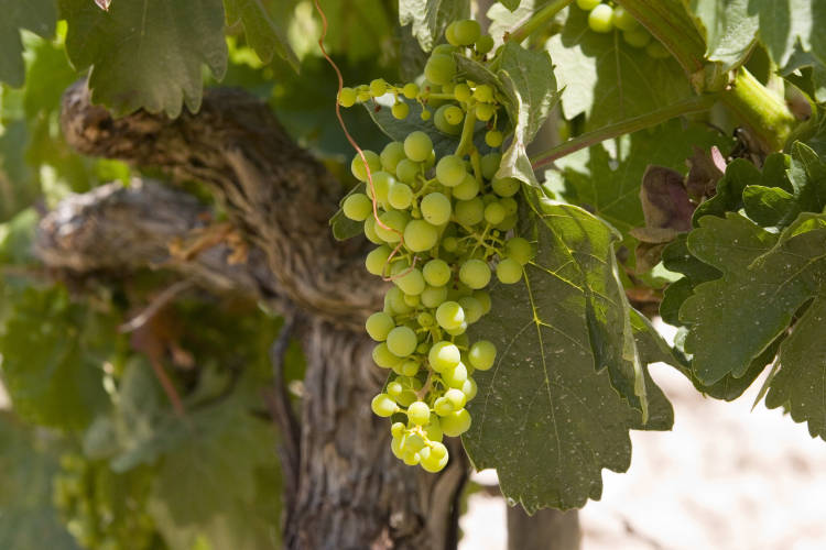 El Ministerio de Agricultura si hay irregularidades y abusos en el mercado del vino en la compra de la uva 1