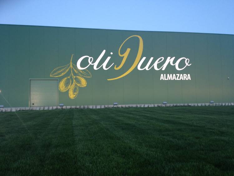 La almazara de OLIDUERO recibe su primera cosecha de aceituna para producir el primer aceite virgen extra ecológico elaborado en la provincia de Valladolid 2