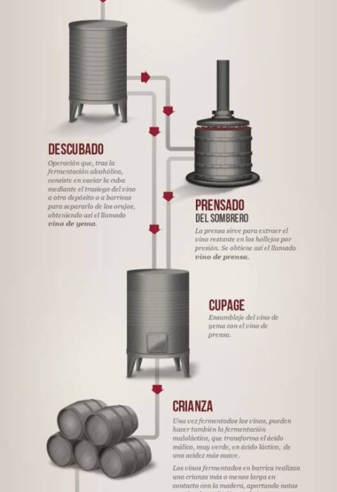 Fases en la elaboración de los vinos tintos #infografia 1