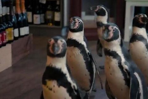 5 Pingüinos enfadados a la busca de vino para la Navidad: estupendo vídeo viral de la vinoteca Oddbins 1