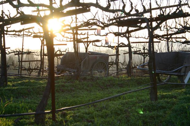 El cambio climático, el viñedo, las uvas, el vino, ¿problema u oportunidad?