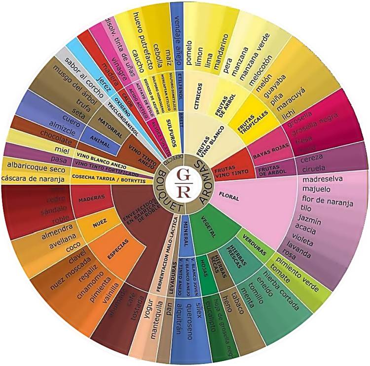 La rueda de aromas del vino 1