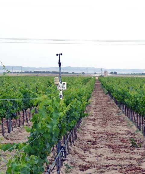Matarromera prevé una producción de gran calidad en 2015 gracias a la monitorización de sus viñedos 1