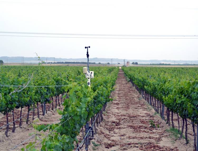 Matarromera prevé una producción de gran calidad en 2015 gracias a la monitorización de sus viñedos 1