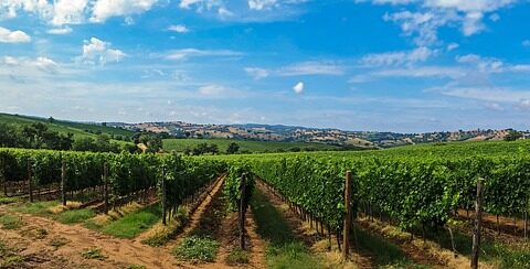 Toscana: un paraíso para los amantes del vino 4