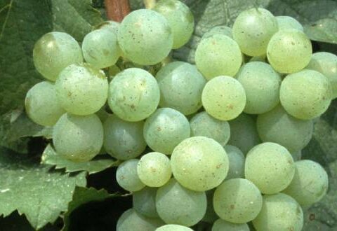 La región de la Champagne recupera 4 variedades de uvas perdidas tras la IWW gracias al cambio climático 1