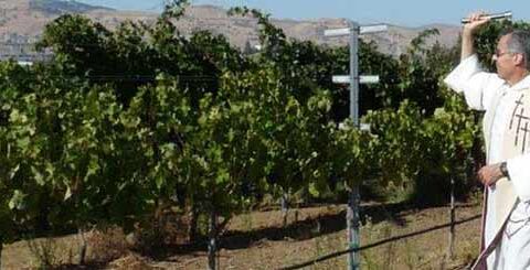 La Diócesis de California vende vinos 'premium' elaborados con uvas de cementerios 1