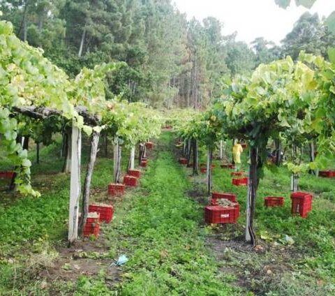 22 millones de litros se estima que se harán de vino en la D.O. Rías Baixas 2