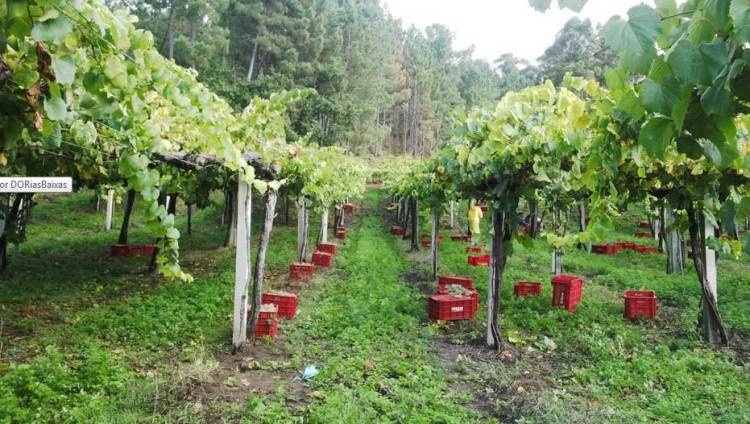 22 millones de litros se estima que se harán de vino en la D.O. Rías Baixas 2