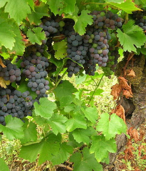 Hablando de vinos y uvas: 'La Mencía' (1) 3