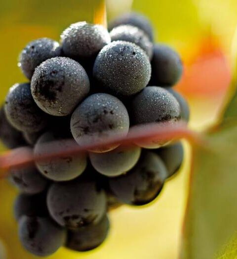 Hablando de vinos y uvas: ‘La Monastrell’ (3) 2