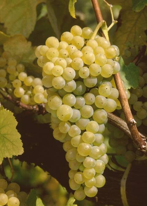 Hablando de vinos y uvas: ‘La Loureiro’ (4) 1