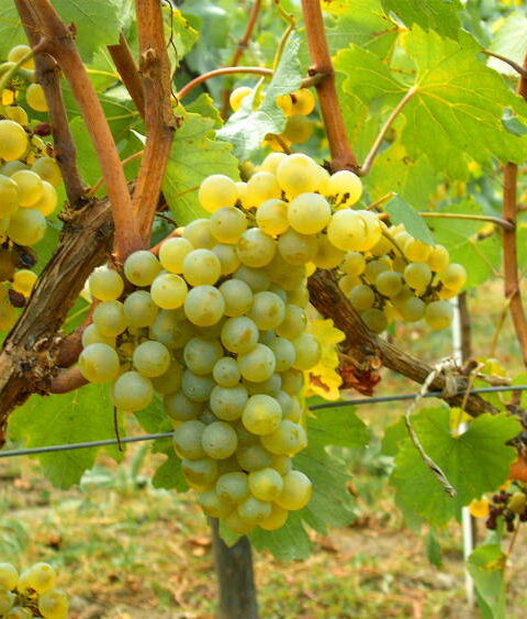 Hablando de vinos y uvas: ‘La Chardonnay’ (8) 1