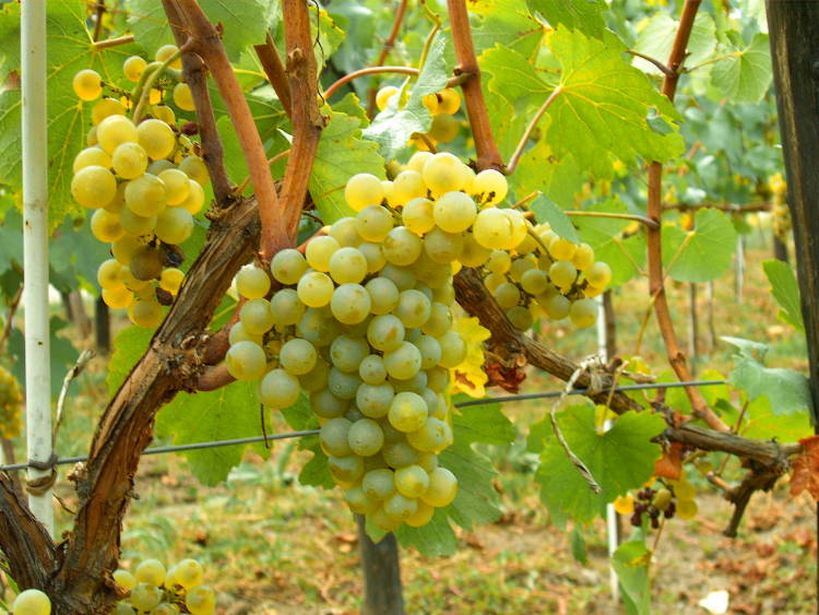 Hablando de vinos y uvas: ‘La Chardonnay’ (8)