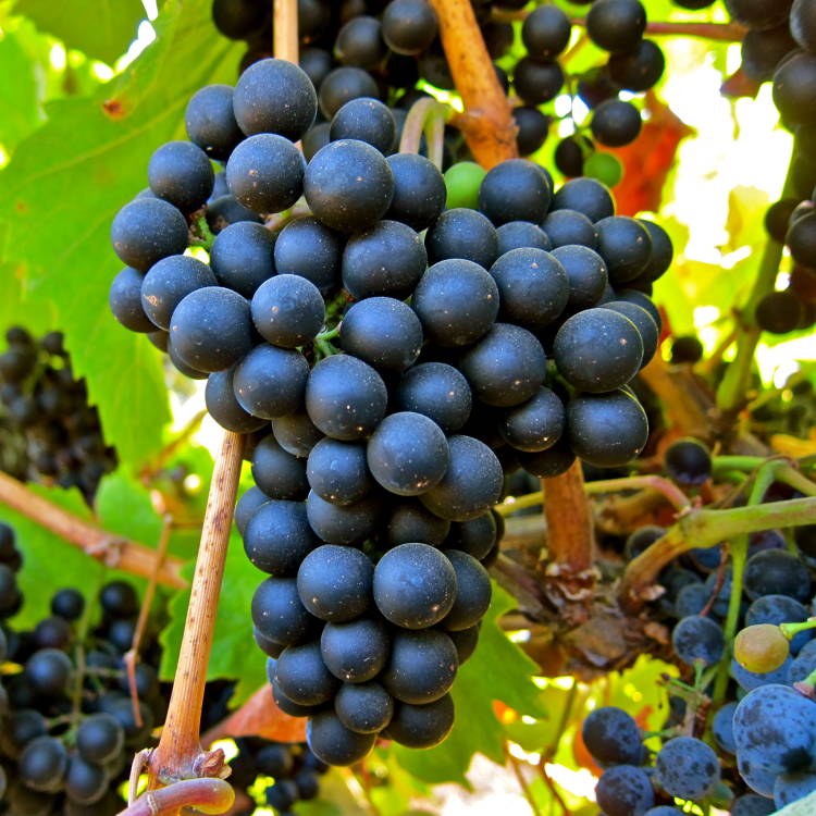 Hablando de vinos y uvas: ‘La Petit Verdot’ (9) 1