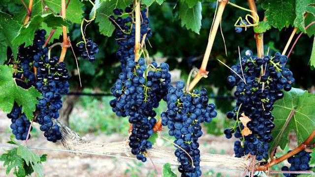 Los vinos de Euskadi alcanzan los 100 millones de euros en valor exportado en el primer semestre