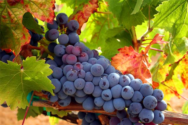 Hablando de vinos y uvas: ‘La Tempranillo’ (5) 1
