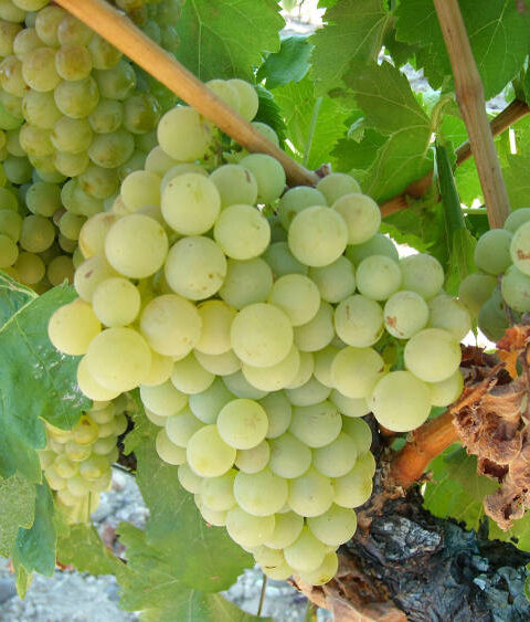 Hablando de vinos y uvas: ‘La Verdejo’ (6) 1