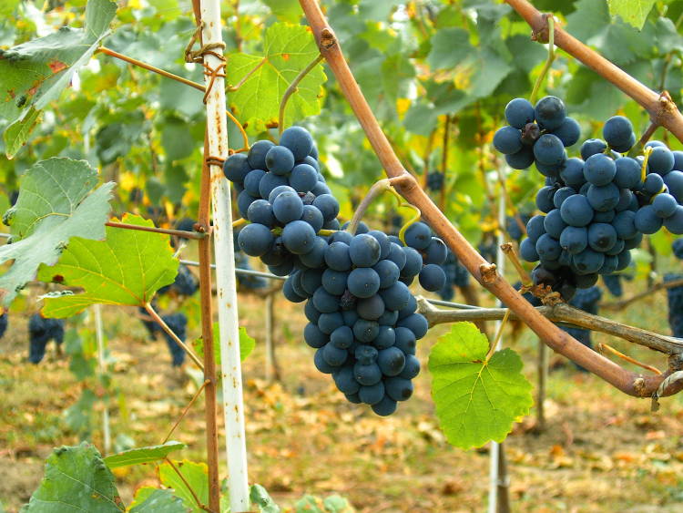 Según la encuesta de Wine Spectator un 31% prefieren el Pinot Noir de la Borgoña y un 29% el de Oregon