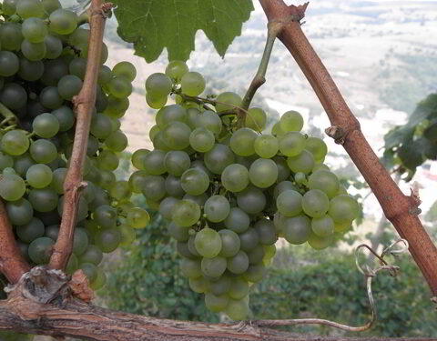 Hablando de vinos y uvas: ‘La Albairín Blanco’ (13) 1