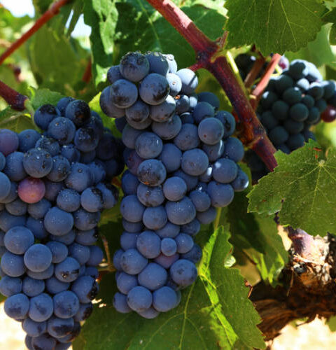 Hablando de vinos y uvas: ‘La Bobal’ (19) 1