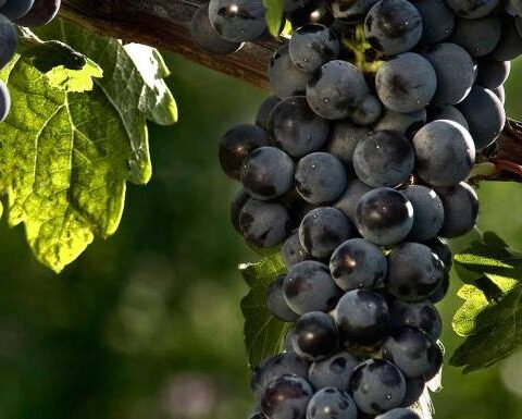 Hablando de vinos y uvas: ‘La Cabernet Sauvignon’ (12) 1