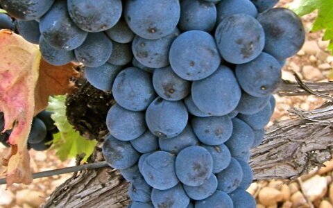 Hablando de vinos y uvas: ‘La Garnacha’ (17) 1