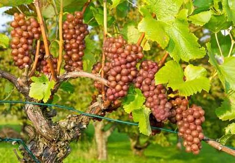 Hablando de vinos y uvas: ‘La Gewürztraminer’ (14) 1