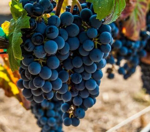 Hablando de vinos y uvas: ‘La Malbec’ (16) 1