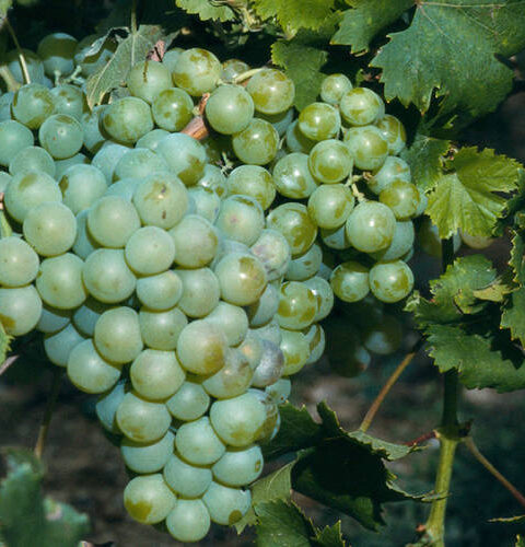 Hablando de vinos y uvas: ‘La Moscatel’ (15) 1