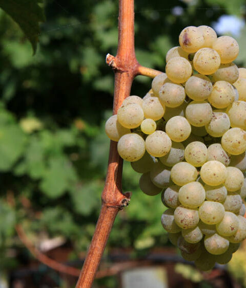 Hablando de vinos y uvas: ‘La Riesling’ (18) 1