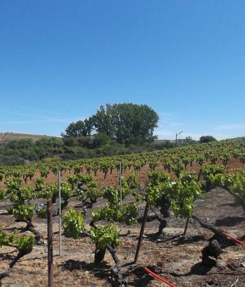 La UE cambia el sistema de derechos de plantación del viñedo 1