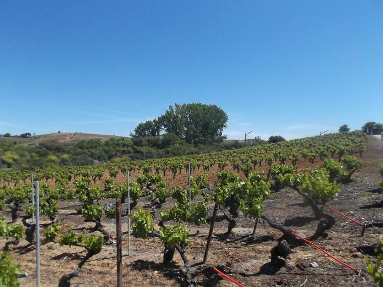 La UE cambia el sistema de derechos de plantación del viñedo