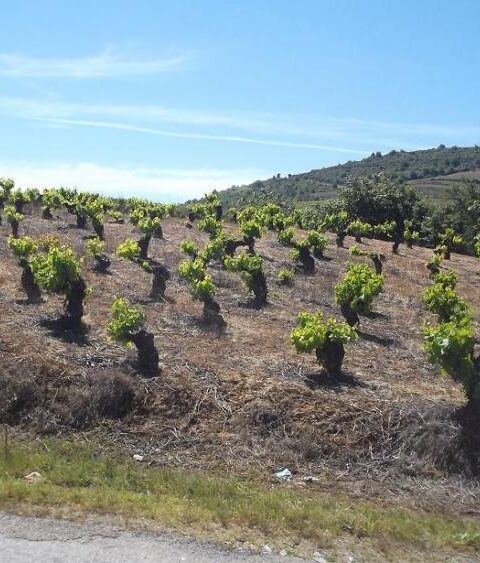 Efectos del cambio climático en los vinos españoles en el futuro próximo 1