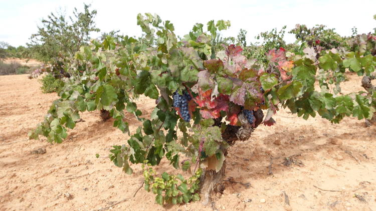 Waitrose pondrá en sus supermercados del UK su primer vino no fortificado de Andalucía