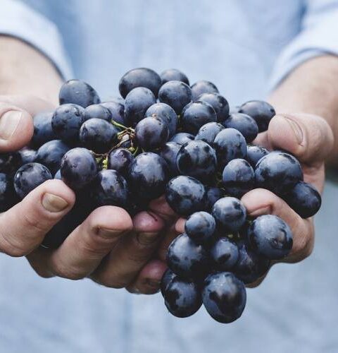 Qué uvas elaboran los vinos en los diferentes países productores del mundo 1