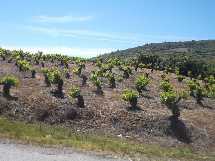 Almendralejo acogerá en mayo las XXXVIII Jornadas de Viticultura y Enología con la preocupación del cambio climático